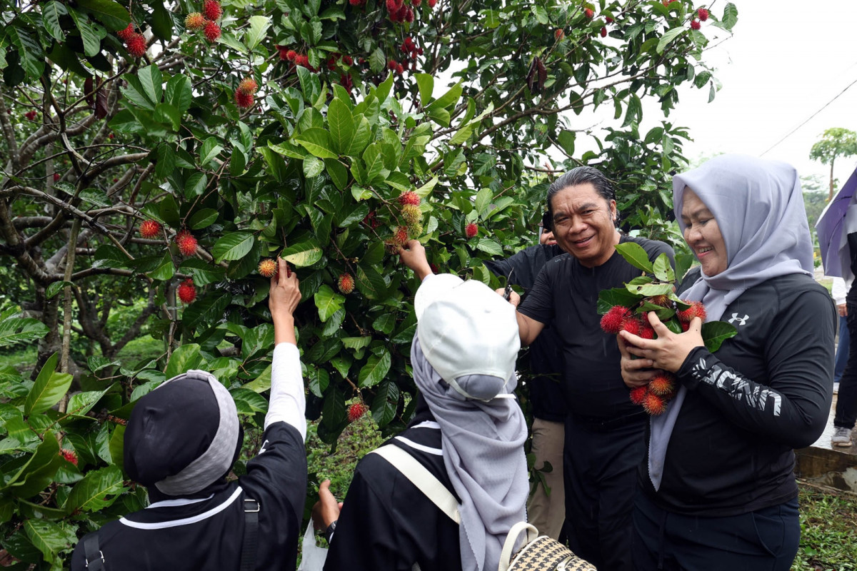 Pj Gubernur Banten Al Muktabar Panen Bawang Merah dan Rambutan Serta Tanam Cabai