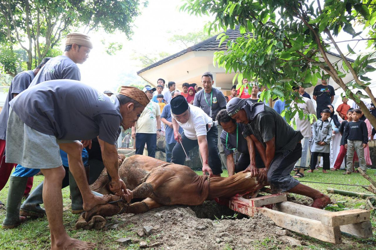 Pj  Gubernur Banten Al Muktabar Sembelih Sapi Kurban Bantuan Presiden Jokowi