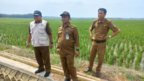 Pemprov Banten Terus Jaga Keberlangsungan Produksi Padi